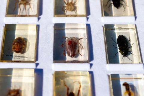 Insect Specimens in Resin Blocks on Display Tray 写真素材