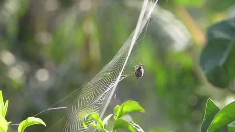 Insect spider aracnido weaving web Stock Footage 93440346