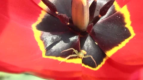 Insect spider caught in a trap. Stock Footage 5089532