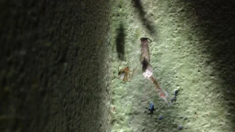 Insect Spider caught, wrap &amp; Hung a Small Scolopendra Scolopendromorpha Close Up Stock Footage 168013972