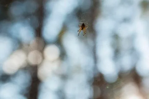 Insect Spider on Cobweb Stock Photos