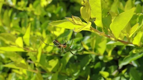 Insect spider garden Vídeos de archivo 93440357