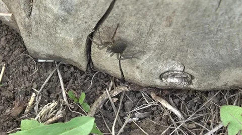 Insect spider preys on the tree. Stock Footage 4901078