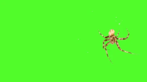 Insect spider running around the screen on a green background. Logo screensaver Vídeos de archivo 92636671
