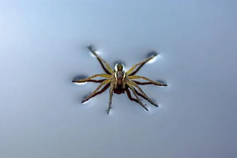 Insect spider on the water surface Stock Photos