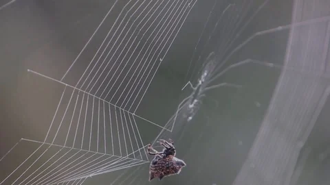 Insect spider weaving arachnid Stock Footage 93440361
