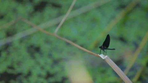 Insect spreading its wings 스톡 동영상 108729897