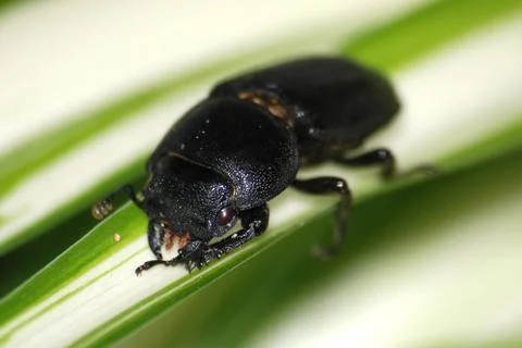  	insect stag beetle bug on grass Stock-Fotos
