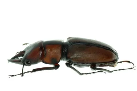 Insect stag beetle bug isolated on white background Foto stock