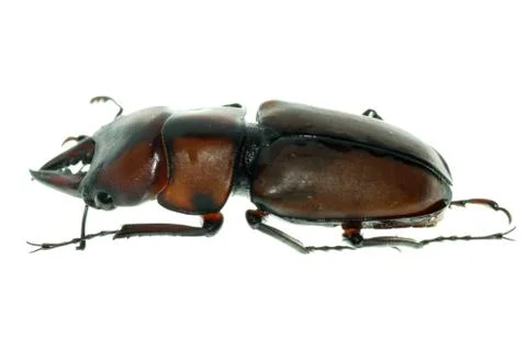 Insect stag beetle bug isolated on white background 写真素材