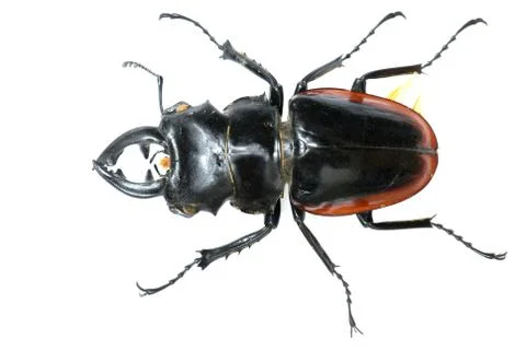 Insect stag beetle bug Stock Photos