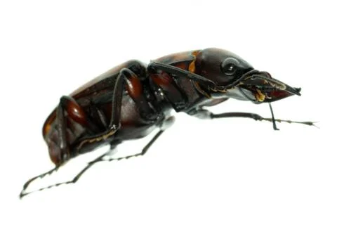  	insect stag beetle bug  Stock-Fotos