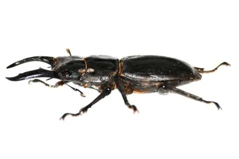 Insect stag beetle bug Stock Photos