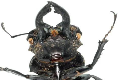 Insect stag beetle head Foto stock