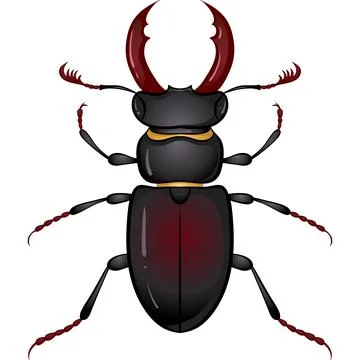 Insect stag beetle Stock Illustration