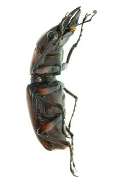 Insect stag beetle Stock Photos
