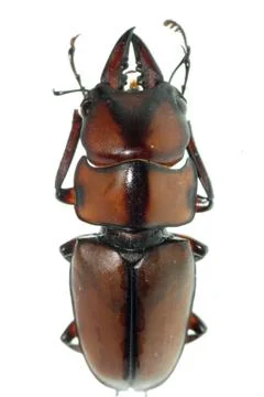 Insect stag beetle Foto stock