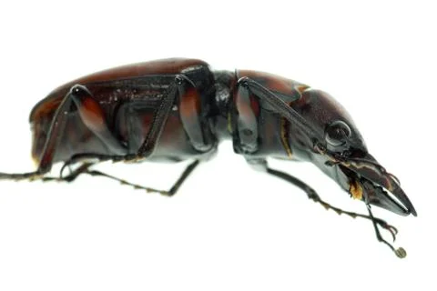 Insect stag beetle Stock Photos
