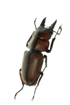 Insect stag beetle Stock-Fotos