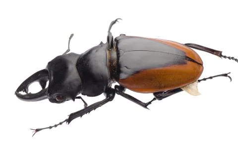 Insect stag beetle Stock Photos