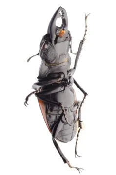 Insect stag beetle Stock Photos