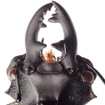 Insect stag beetle Foto stock