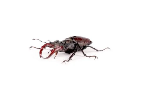 Insect stag-beetle Stock Photos