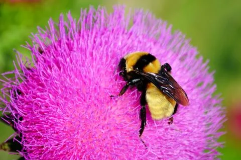 Insect of the steppes Stock Photos