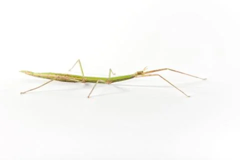 Insect stick on white background. Foto stock