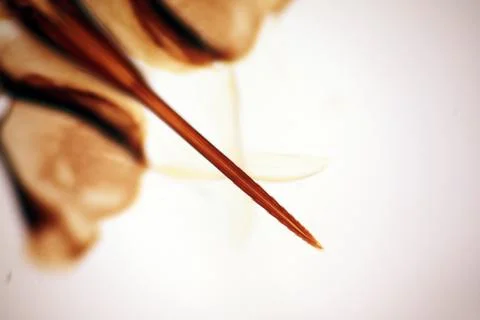 Insect Sting Stock Photos