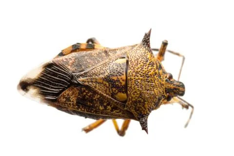 	insect stink bug isolated on white Stock-Fotos
