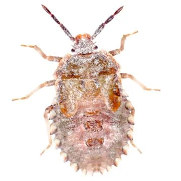  	insect stink bug isolated on white 写真素材