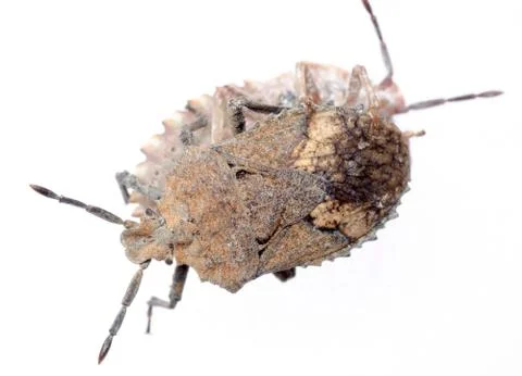  	insect stink bug isolated on white Stock Photos