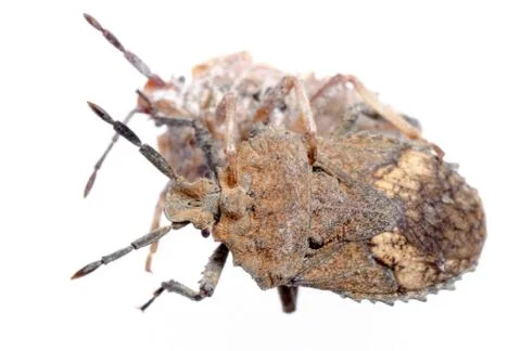  	insect stink bug isolated on white Stock Photos