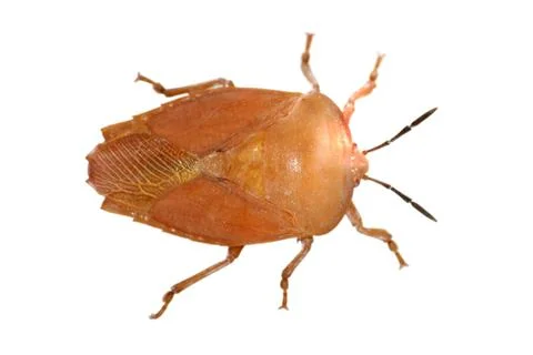 Insect stink bug Stock Photos