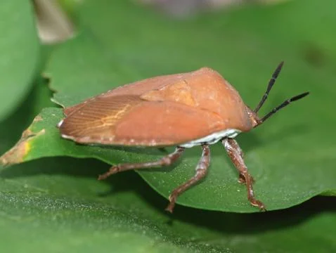 Insect stink bug Stock Photos