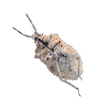 Insect stink bug 스톡 사진