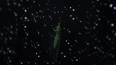 Insect stirs in the background with a drop of water 動画素材 116173172