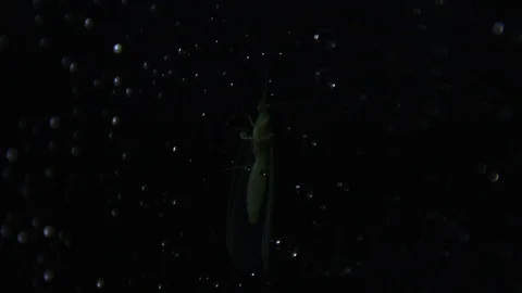 Insect stirs in the background with a drop of water 動画素材 116173176