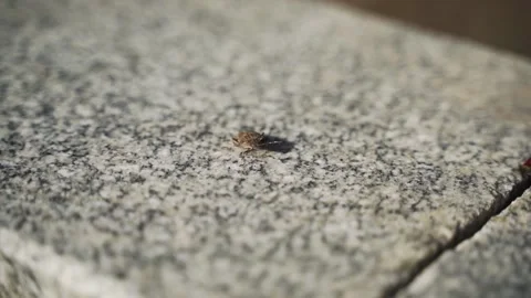 Insect on a stone Stock Footage 142520397
