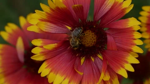 The insect striped bee crawls along the indian blanket flower in search of Stock Footage 134145306