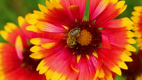 The insect striped bee crawls along the indian blanket flower in search of Stock Footage 134237659