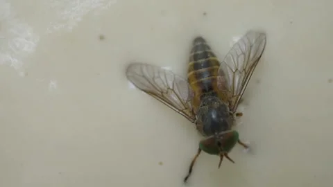 The insect is stuck in the dough and cannot get out. Stock Footage 142187747