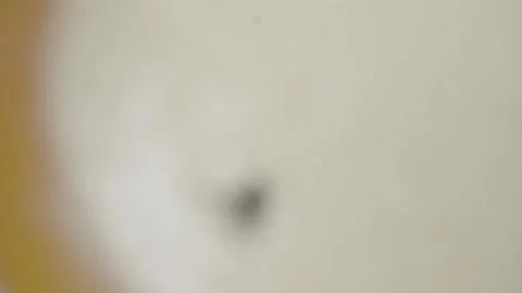 Insect stuck in pancake batter. Camera zooms in from afar. Stock Footage 142187757