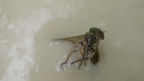The insect stuck to the pancake dough Stock Footage 142187816