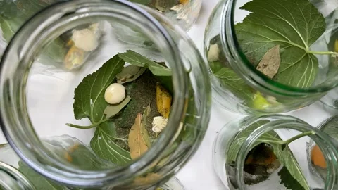 Insect Study Jars Stock Footage 313364265