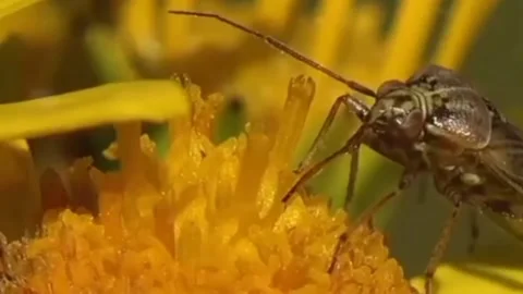 Insect sucking flower nectar Stock Footage 203893404