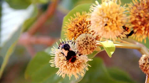 Insect  sucking nectar Stock Footage 25936546