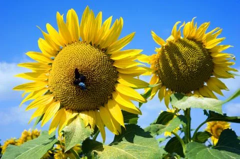 Insect on sunflower Stock Photos
