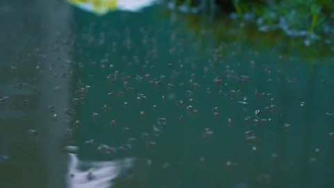 Insect Swarm Floating on Water Surface Macro Nature Video 4K Stock Footage 333772169